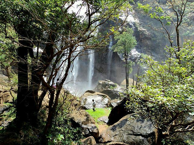 Forest waterfall view